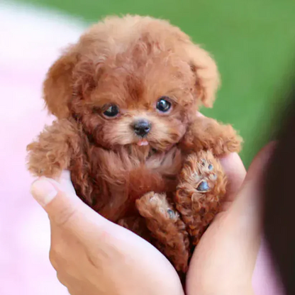 🐶🌭Nico - My Realistic Robot Puppy